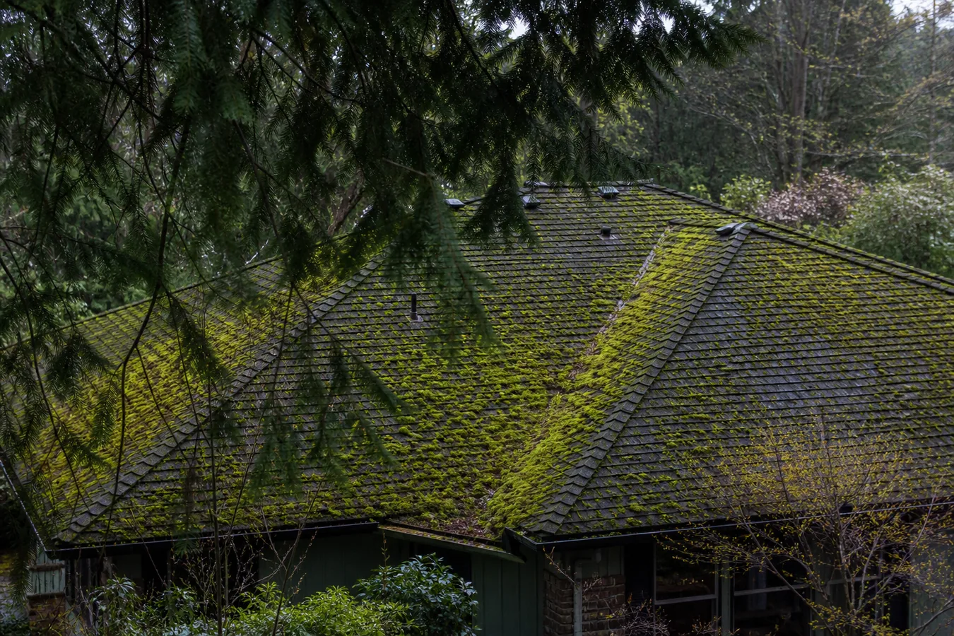 Illustrated moss growth on a shaded Oregon roof slope.